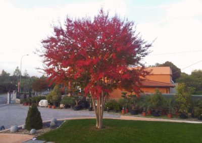 Arbusti e Arbusti Decidui e Sempreverdi Vivai Barbazza