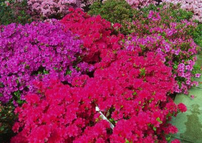 Acidofile Vivai Barbazza