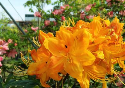 Acidofile Vivai Barbazza