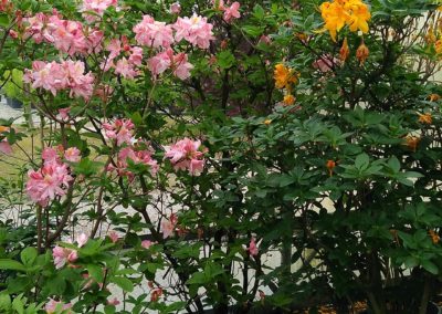 Acidofile Vivai Barbazza