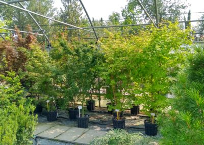 Aceri Giapponesi Vivai Barbazza