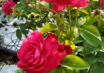 Rosai a cespuglio e rampicanti Vivai Barbazza