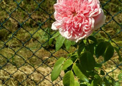 Rosai a cespuglio e rampicanti Vivai Barbazza