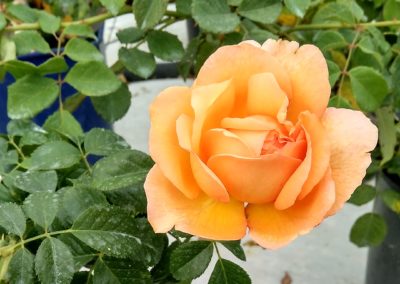 Rosai a cespuglio e rampicanti Vivai Barbazza