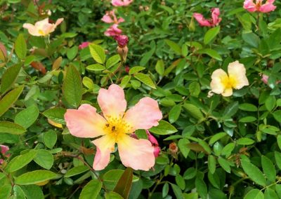 Rosai a cespuglio e rampicanti Vivai Barbazza