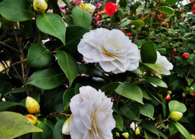 Acidofile Vivai Barbazza