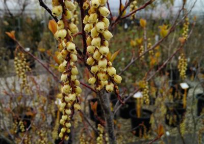 Arbusti e Arbusti Decidui e Sempreverdi Vivai Barbazza