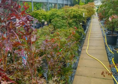 Aceri Giapponesi Vivai Barbazza