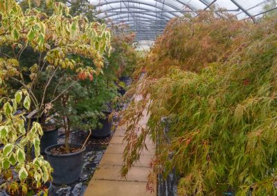 Aceri Giapponesi Vivai Barbazza