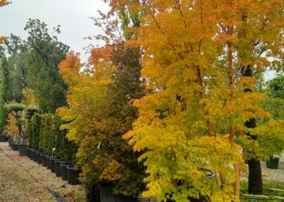 Aceri Giapponesi Vivai Barbazza
