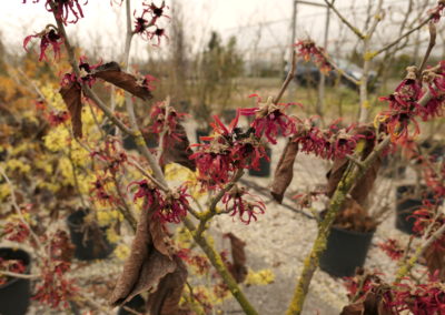 Arbusti e Arbusti Decidui e Sempreverdi Vivai Barbazza