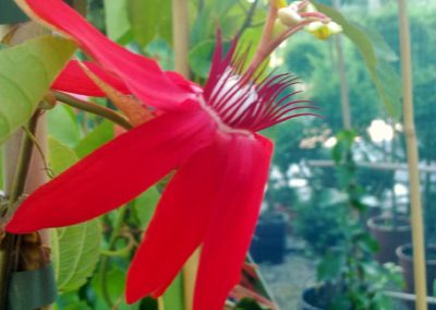 Rampicanti Vivai Barbazza