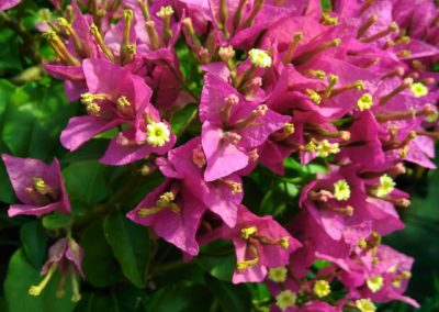 Rampicanti Vivai Barbazza