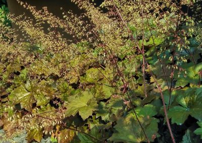 Piante Coprisuolo Vivai Barbazza