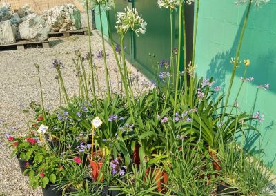 Piante Coprisuolo Vivai Barbazza