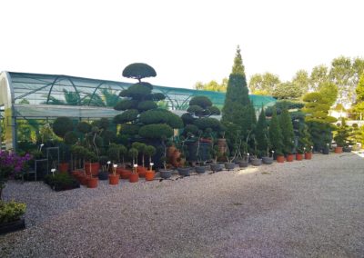 Bonsai e arte topiaria Vivai Barbazza