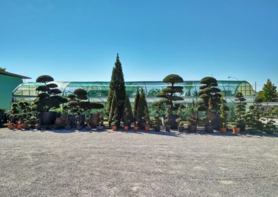 Bonsai e arte topiaria Vivai Barbazza