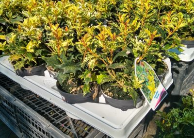 Sciafile Vivai Barbazza