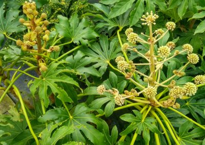 Sciafile Vivai Barbazza