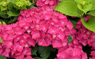 Estate in arrivo! Le Ortensie son pronte!